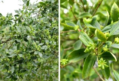 “中國(guó)八角之鄉(xiāng)”建成八角“基因庫(kù)”，告別“看天吃飯”