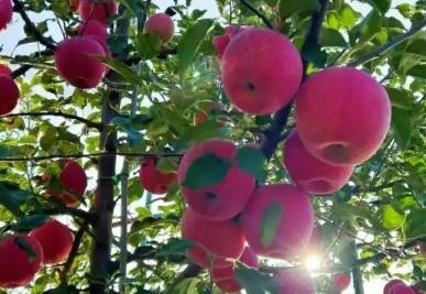 總產(chǎn)量123.65萬(wàn)噸 “蘋(píng)果之鄉(xiāng)”洛川全產(chǎn)業(yè)鏈協(xié)同發(fā)力