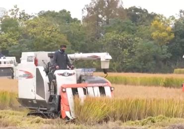 寒潮來(lái)襲 多地農(nóng)業(yè)部門全力做好糧食搶收和防寒保暖工作