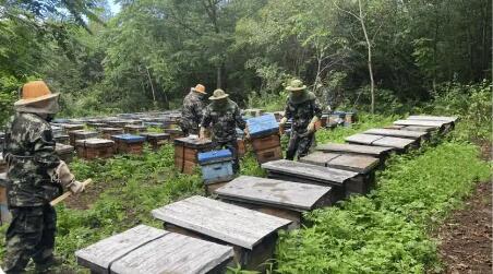 突破31億斤！龍江森工集團(tuán)2025年森林糧食產(chǎn)量再攀新高