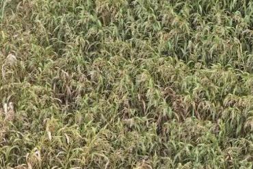 “中國(guó)薏米之鄉(xiāng)”點(diǎn)米成“金”