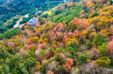 福建森林提質(zhì)四大舉措打造百姓“幸福靠山”