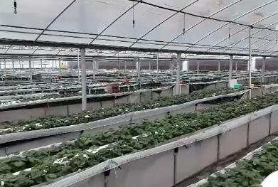 寒潮來襲 各地多部門積極應(yīng)對護(hù)航農(nóng)業(yè)生產(chǎn)