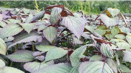 湖北黃石陽新縣“陽新紫蘇”區(qū)域公共品牌發(fā)布