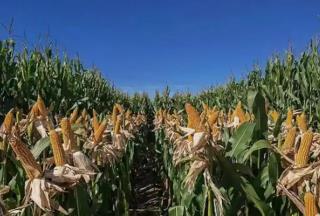 奮進(jìn)內(nèi)蒙古·發(fā)展有底氣｜守護(hù)大國(guó)糧倉(cāng) 端穩(wěn)中國(guó)飯碗