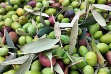 “金果子”迸發(fā)致富大能量 “洋樹種”本土化蝶變成百姓致富“聚寶盆”