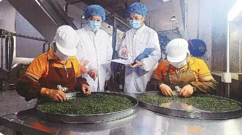 福建省首個(gè)出口茶葉“大基地”落地安溪