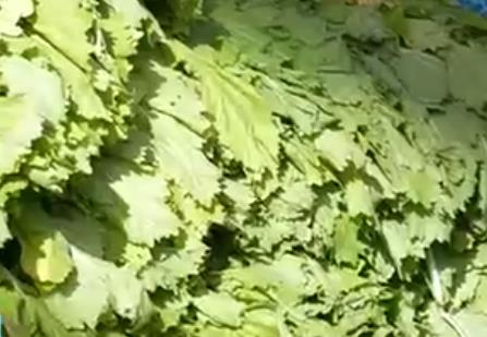 時令蔬菜大量上市豐富“菜籃子” 冬日餐桌“鮮”氣十足