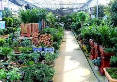 江蘇沭陽：擦亮“中國花木之鄉(xiāng)”產(chǎn)業(yè)“金名片”