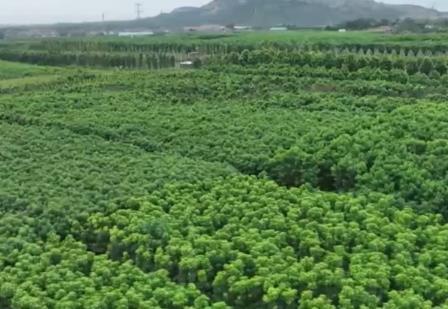 關(guān)鍵進展！我國林業(yè)良種選育精度提升至70%以上 為“擴綠、興綠”護航