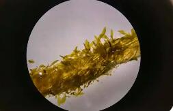 福建實(shí)現(xiàn)裙帶菜南方育苗零的突破