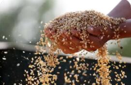 減損是增產(chǎn) 降耗亦增收 智能化新裝備開(kāi)啟節(jié)糧減損新時(shí)代