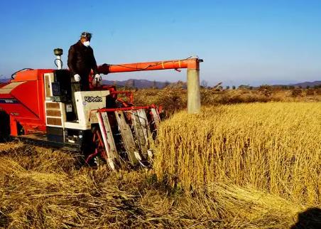 河南“十五五”強農(nóng)惠農(nóng)富農(nóng)信號鮮明