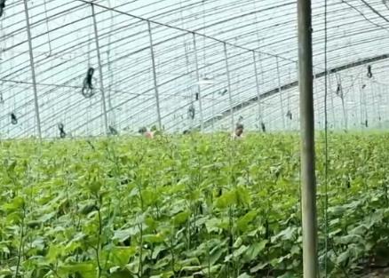 從“冬閑”變“冬忙” 反季節(jié)種植讓村民“富起來(lái)”鄉(xiāng)村振興“火起來(lái)”