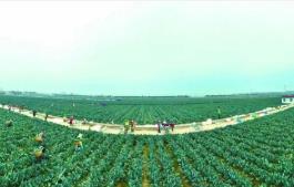 “中國西蘭花之鄉(xiāng)”江蘇響水，如何進一步“心花怒放”？