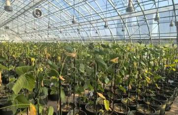 黑龍江：智慧農(nóng)業(yè)聚合力 數(shù)智賦能促增收