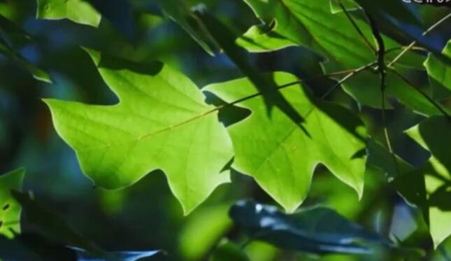 “十四五”期間我國野生植物保護(hù)取得重要進(jìn)展