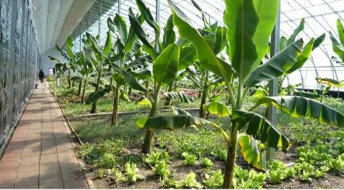 黑龍江雞西：設施農(nóng)業(yè)賦能 寒地結(jié)出南果