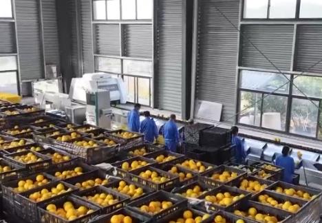 “小農(nóng)機(jī)”變成農(nóng)民“金扁擔(dān)” 數(shù)智化賦能十萬(wàn)畝果園“鏈”起富民大產(chǎn)業(yè)