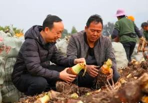 “中國香芋之鄉(xiāng)”迎豐收 江永香芋年產(chǎn)值達12億元