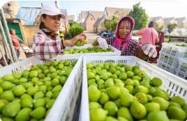 從“賣鮮果”到“賣產(chǎn)品” 山東榮成無花果“全年無閑季”
