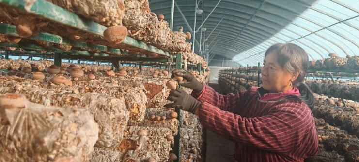 河南省濟源市大峪鎮(zhèn)農(nóng)民大棚致富