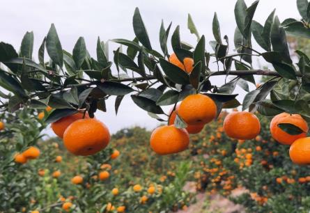 南豐蜜桔：天地合釀，何以成為“中國蜜桔之鄉(xiāng)”？