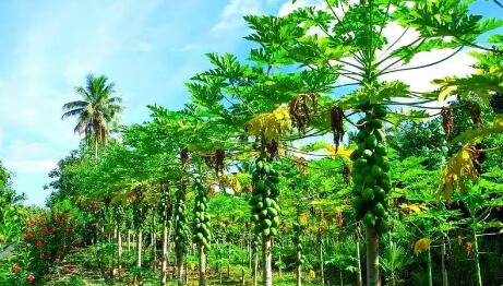 2024年我國熱帶作物總產(chǎn)值超過2800億元