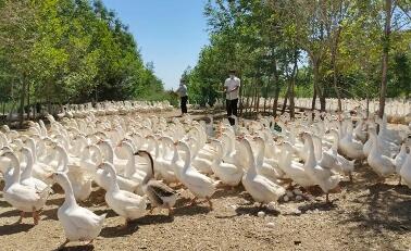 黑龍江集賢：大鵝展翅牽起致富“鏈”