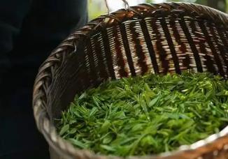 “中國蒸青茶之鄉(xiāng)”“中國硒菜薹之鄉(xiāng)” 恩施市再添“國字號(hào)”