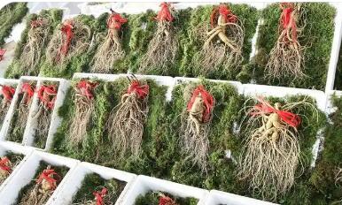 “百草之王”走上進(jìn)階路--探尋吉林撫松人參產(chǎn)業(yè)高質(zhì)量發(fā)展之路