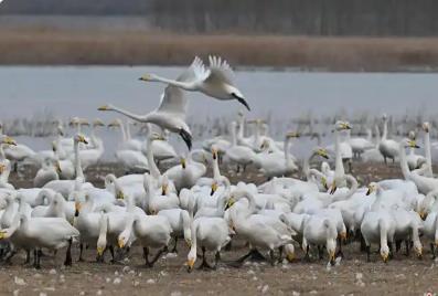 百鳥云集溫泉復(fù)涌 河南多地生態(tài)向好