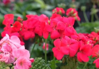 年宵花搶“鮮”上市、百年大集購(gòu)銷兩旺 節(jié)日市場(chǎng)物豐價(jià)穩(wěn)消費(fèi)活躍