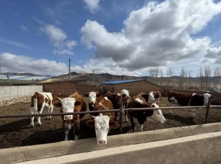 內(nèi)蒙古巴林右旗：科技賦能，現(xiàn)代畜牧業(yè)全鏈升級