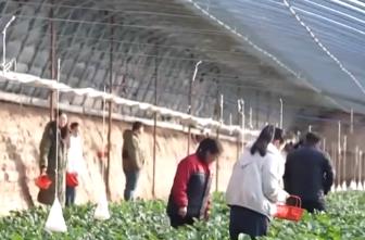 節(jié)日消費(fèi)市場(chǎng)“熱”力十足、文化味兒濃 “菜籃子”“果盤子”供應(yīng)豐富穩(wěn)定