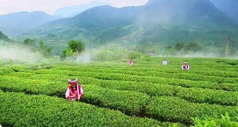 四川攀枝花：三向發(fā)力做強(qiáng)做優(yōu)特色茶產(chǎn)業(yè)