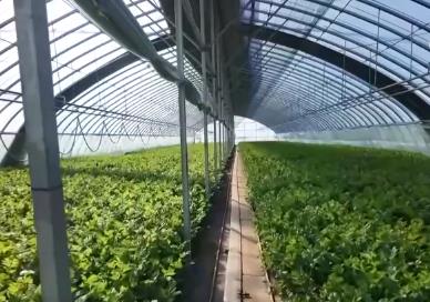 各地冬日果蔬供應(yīng)量足價(jià)穩(wěn) 豐富節(jié)日期間百姓“菜籃子”“果盤子”