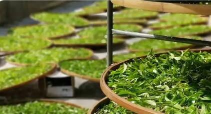 茶葉出口歐盟面臨的技術(shù)性貿(mào)易措施挑戰(zhàn)與應(yīng)對(duì)