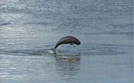 十大行動！我國實施長江江豚拯救行動計劃（2026—2035年）