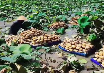 “寶應(yīng)荷藕”入選國家級農(nóng)業(yè)品牌精品培育名單，“中國荷藕之鄉(xiāng)”再添“國字號”