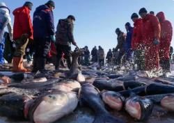 黑龍江如何做好“冷水魚＋”大文章