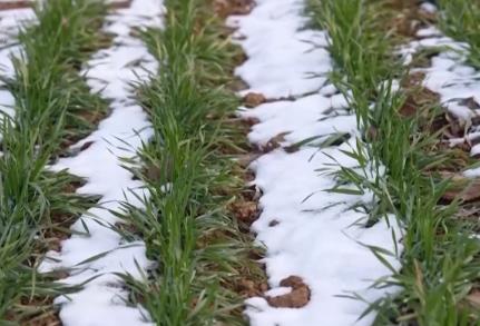 柑橘甜、菜飄香 冬日的田野蘊(yùn)藏勃勃生機(jī) 果蔬豐收助力鄉(xiāng)村振興