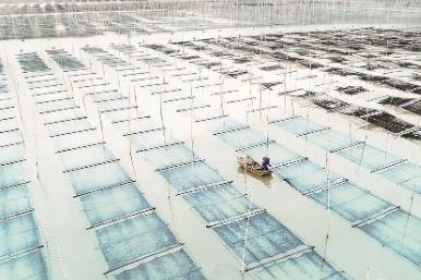 “中國壇紫菜之鄉(xiāng)”福建省福鼎市：紫菜產(chǎn)銷兩旺