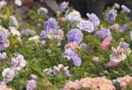 居民“菜籃子”持續(xù)上新供應足 新年消費市場紅紅火火“熱氣騰騰”