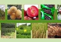 福建新增53個全國名特優(yōu)新農(nóng)產(chǎn)品