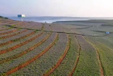 河南：“坡改梯”固土生金 繪就生態(tài)振興新畫卷