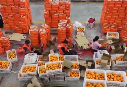 “數(shù)字+農業(yè)”助推特色農產品“出圈” 精細化服務提質增效讓農戶得實惠