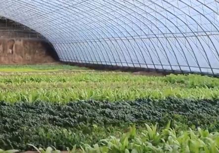 “新技術+冷鏈+精準把控”保障蔬果供應鎖鮮快達 百姓“菜籃子”物豐質優(yōu)