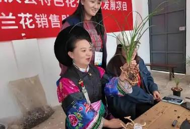 “中國名蘭之鄉(xiāng)”云南省鶴慶縣：讓傳統(tǒng)花卉成增收致富新引擎