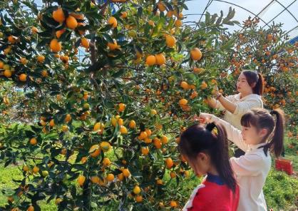 “中國(guó)金柑之鄉(xiāng)”迎豐收 “小金豆”變身“黃金產(chǎn)業(yè)”